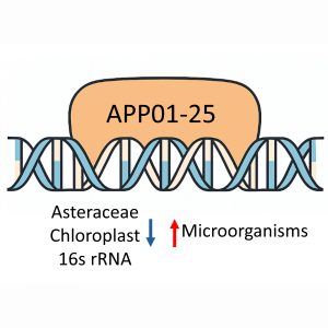 25 nmole PNA oligo for Asteraceae chloroplast 16S rRNA blocking in PCR and sequencing workflows