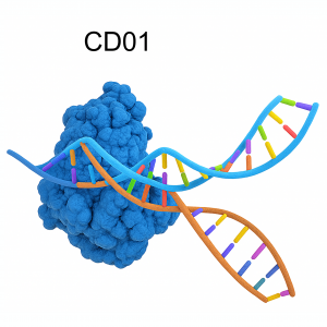 Dead Cas9 protein D10A/H840A with NLS for CRISPRi and gene tagging