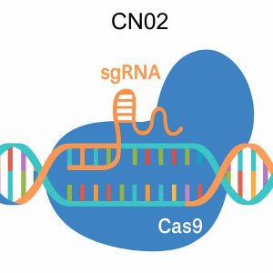 High concentration Cas9 nickase protein with NLS, 250 µg D10A mutant for precise knock-in editing