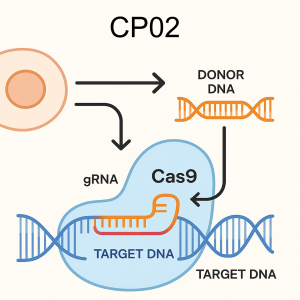 High concentration Cas9 protein with NLS for CRISPR transfection and knockout cell line generation