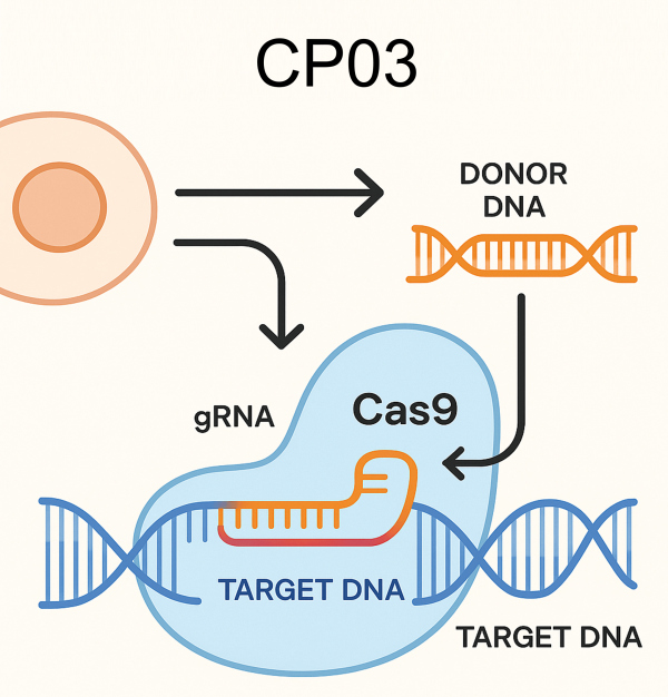 High concentration Cas9 protein with NLS for large-scale CRISPR genome editing