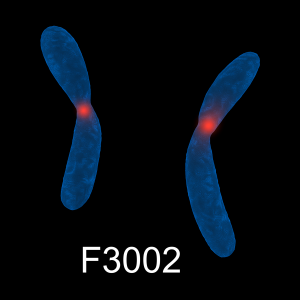 Centromere PNA probe labeled with Cy3, 5 nmole for red fluorescent FISH centromere detection