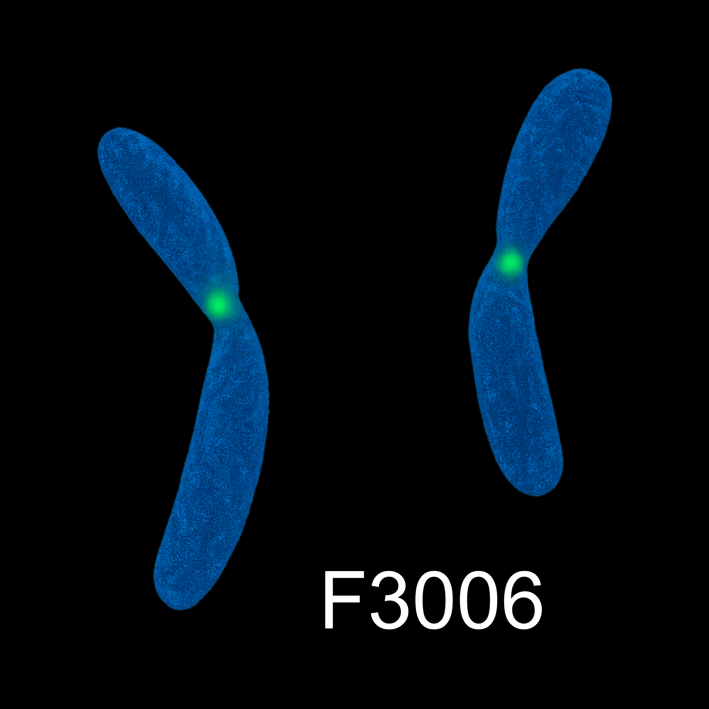 Human centromere PNA probe labeled with FAM, 5 nmole for green fluorescent FISH-based centromere detection