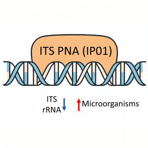 25 nmole PNA oligo targeting fungal ITS2 rRNA for rRNA suppression in PCR and NGS