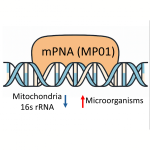 50 nmole PNA oligo targeting plant mitochondrial 16S rRNA for PCR suppression and nuclear DNA enrichment