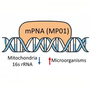 25 nmole PNA blocker for plant mitochondrial 16S rRNA sequence ggcaagtgttcttcgga for improved nuclear PCR results