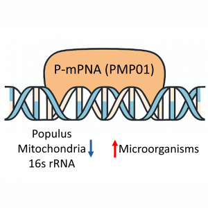 25 nmole PNA oligo targeting Populus mitochondrial 16S rRNA to reduce off-target PCR amplification