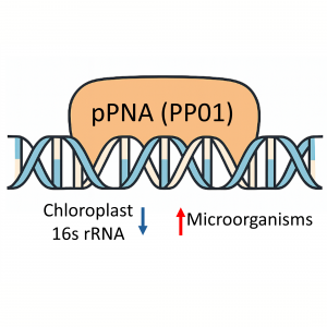 25 nmole PNA oligo targeting chloroplast 16S rRNA for blocking interference in plant PCR and sequencing workflows