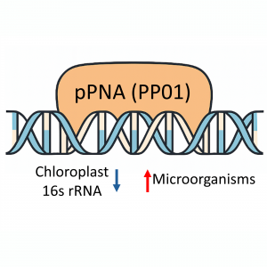 50 nmole PNA oligo targeting plant chloroplast 16S rRNA for organelle suppression in large-scale PCR workflows