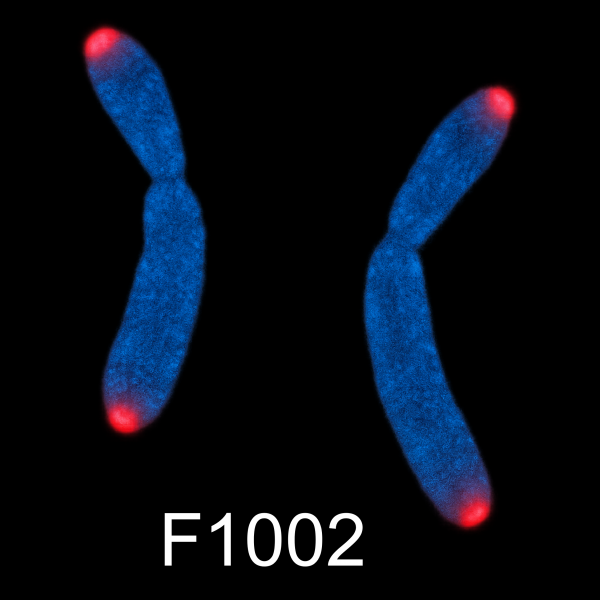 C-rich telomere PNA probe labeled with Cy3, 5 nmole for telomere FISH and genomic analysis