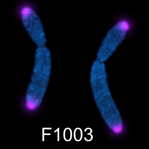 C-rich telomere PNA probe with Cy5 far-red label, 5 nmole for telomere FISH