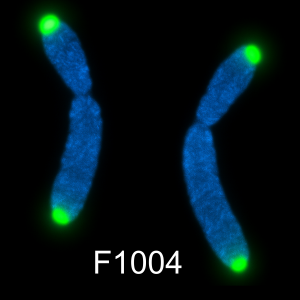 Alexa Fluor 488 labeled C-rich telomere PNA probe, 5 nmole for FISH and chromosome imaging