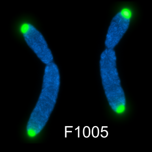 G-rich telomere PNA probe labeled with FAM, 5 nmole for FISH telomere analysis