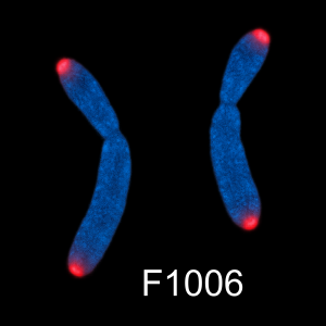 G-rich telomere PNA probe labeled with Cy3, 5 nmole for telomere FISH and chromosomal imaging