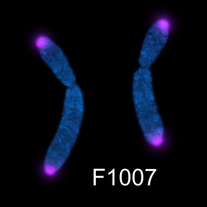 G-rich telomere PNA probe labeled with Cy5, 5 nmole for high-resolution telomere FISH analysis