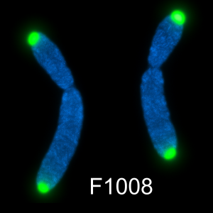 G-rich telomere PNA probe with Alexa Fluor 488 label, 5 nmole for telomere FISH and genomic analysis