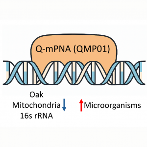 25 nmole PNA blocker targeting Quercus mitochondrial 16S rRNA for PCR optimization