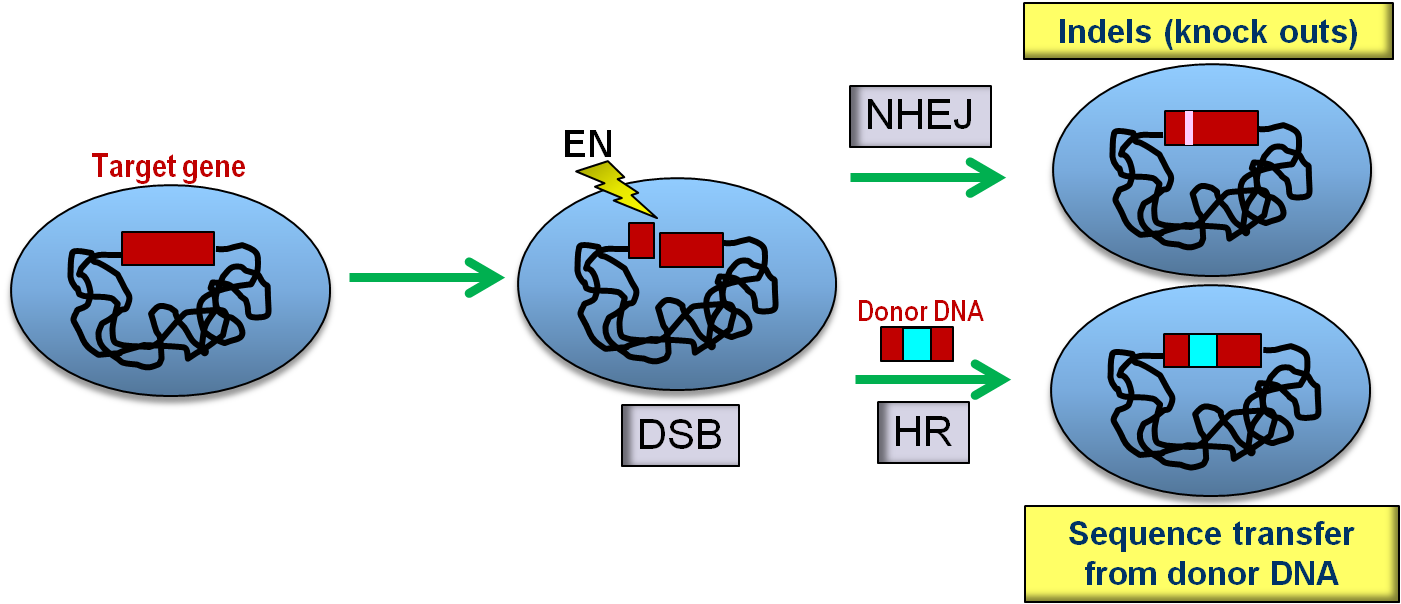 Engineered nucleases for genome editing – PNA Bio