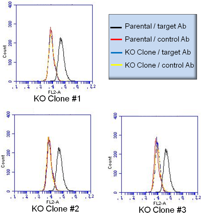 Knockin cells for precise gene modification – PNA Bio