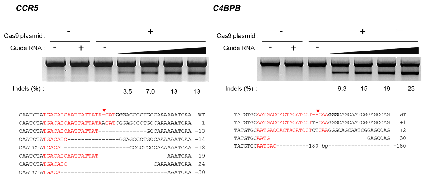 Cas9 protein with custom gRNA for genome editing – PNA Bio