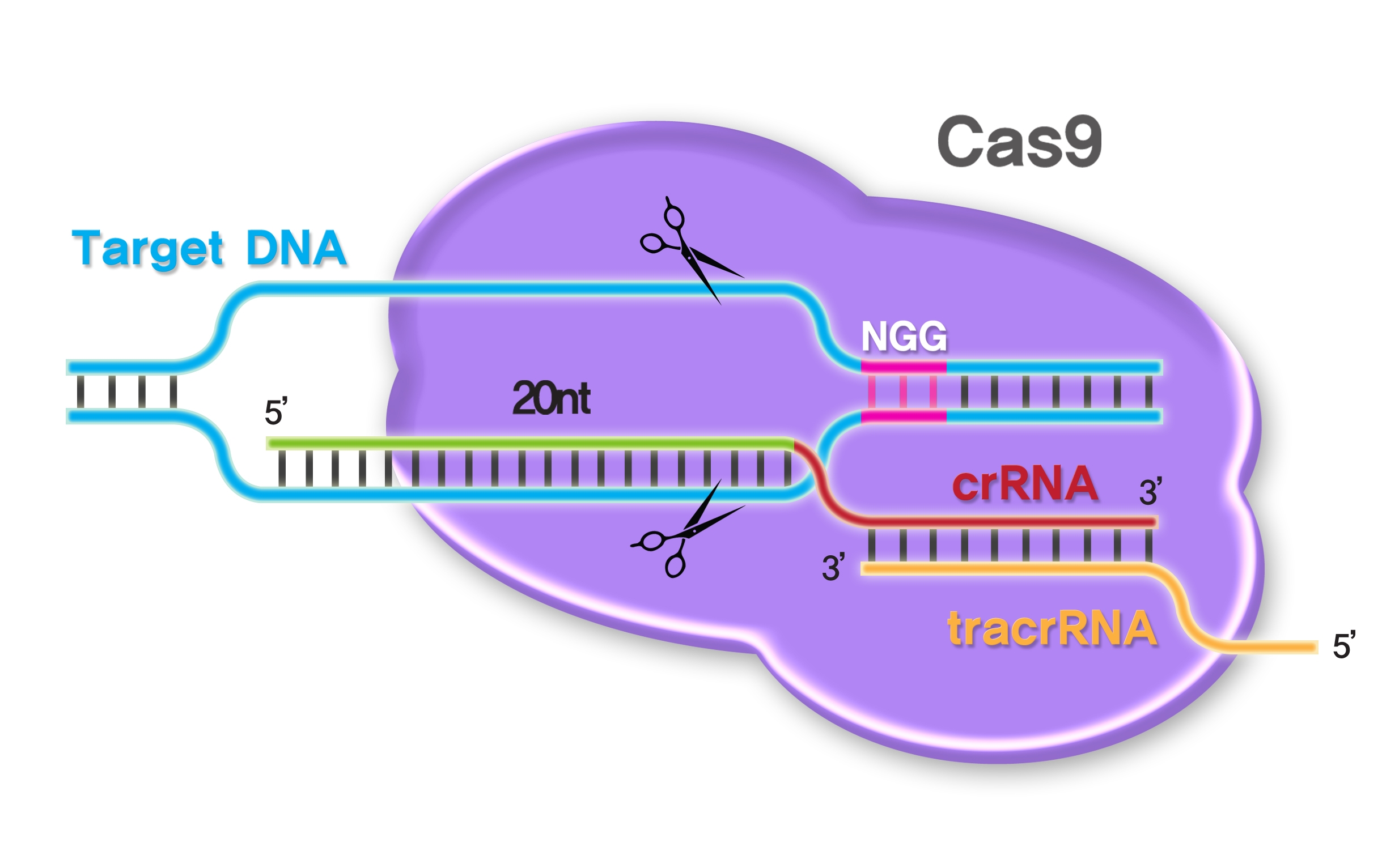 Engineered nucleases for CRISPR applications – PNA Bio