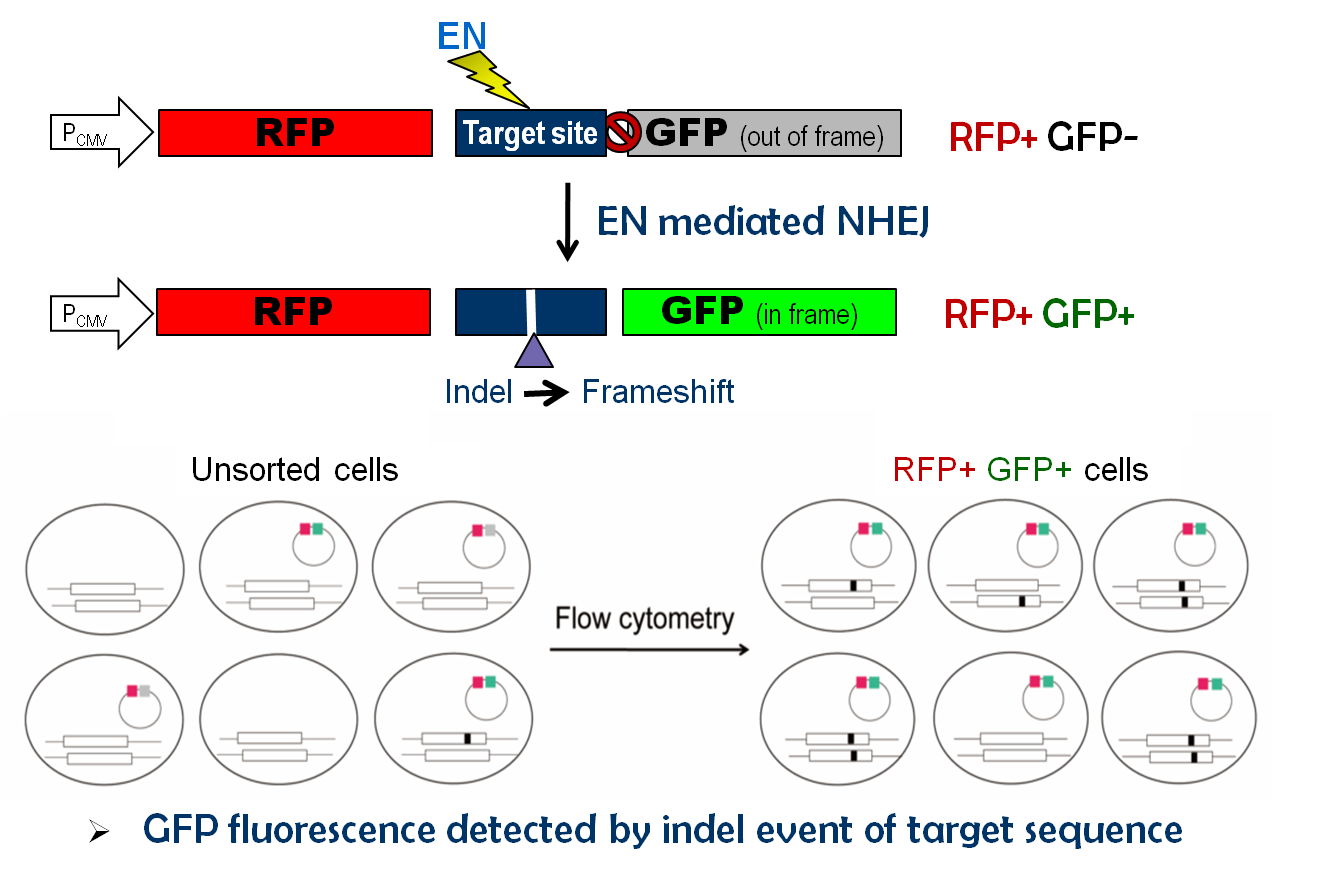 Surrogate reporter enrichment system