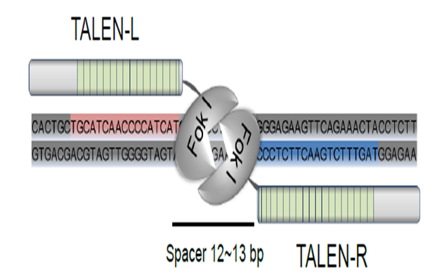 High-quality nucleases for molecular biology – PNA Bio