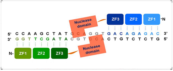 Custom engineered nucleases for research – PNA Bio