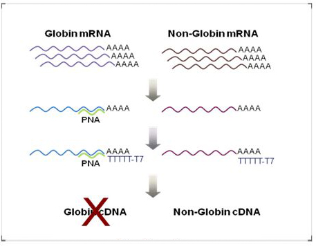 Globin mRNA Non-Globin mRNA High-quality PNA clamp kits for SNP analysis – PNA Bio