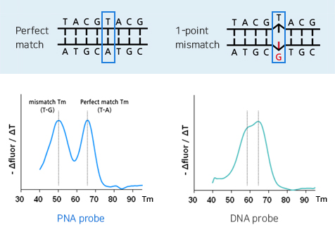 PNA probe - DNA probe Modified PNA oligos with fluorescent labels – PNA Bio