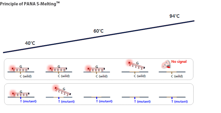 smelt_principle MutyperR assay kit for mutation detection – PNA Bio
