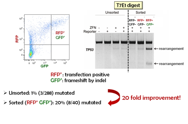 Reporter system for CRISPR Cas9 genome editing – PNA Bio