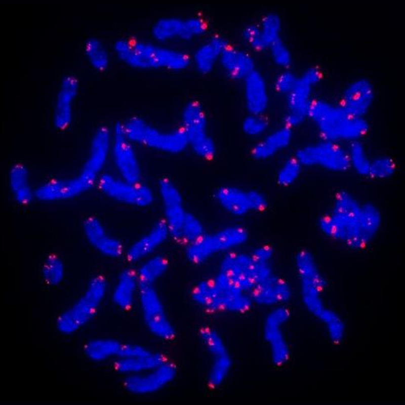 PNA FISH probes for telomere analysis – PNA Bio