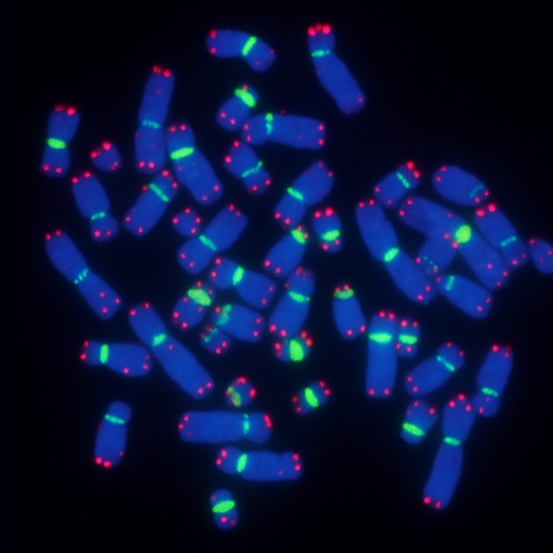 High-purity PNA FISH probes for molecular diagnostics – PNA Bio