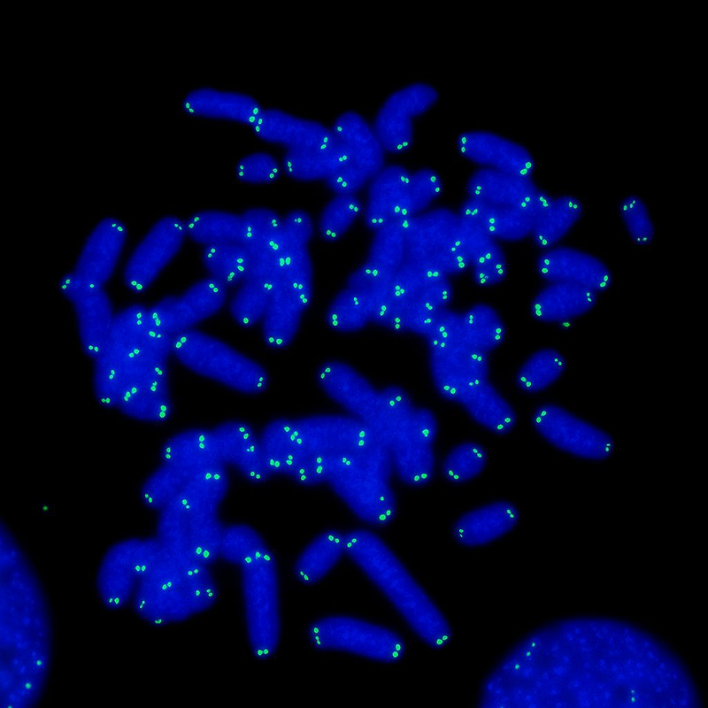 Fluorescent PNA FISH probes for centromere detection – PNA Bio