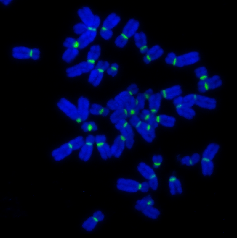 Custom PNA FISH probes for research applications – PNA Bio