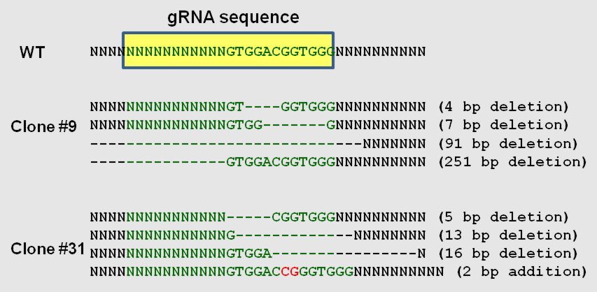 CRISPR Cas9 KO/KI cells for genome editing – PNA Bio