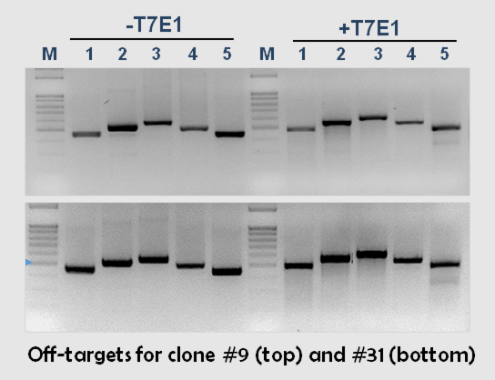 Engineered knockout cells using CRISPR Cas9 – PNA Bio