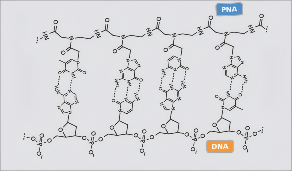 Peptide nucleic acid structure illustration – PNA Bio