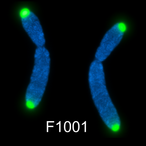 C-rich telomere PNA probe labeled with FAM, 5 nmole for human FISH applications