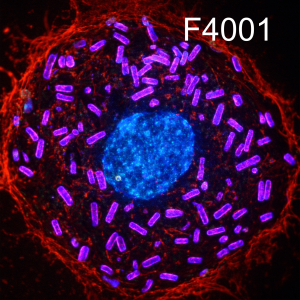 EUB338 PNA FISH probe